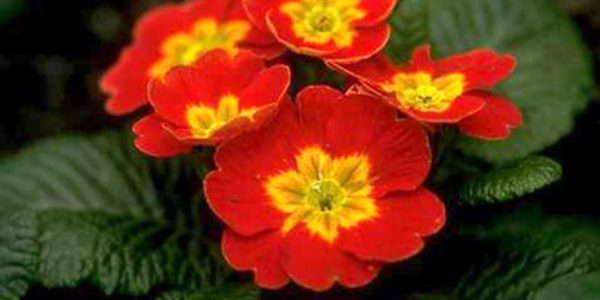 Abschlußlanglauf -„Primellauf“