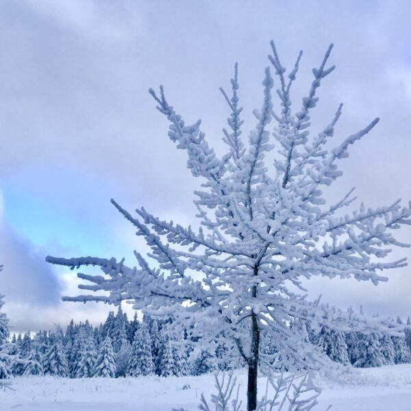 Frohe Weihnachten und einen guten Rutsch ins neue Jahr