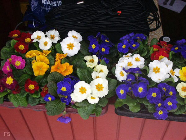 Saisonabschluß Langlauf – Primellauf 2009