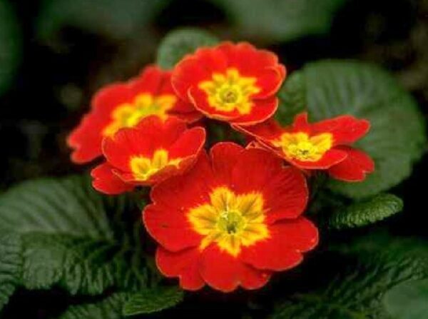 Abschlußlanglauf „Primellauf“